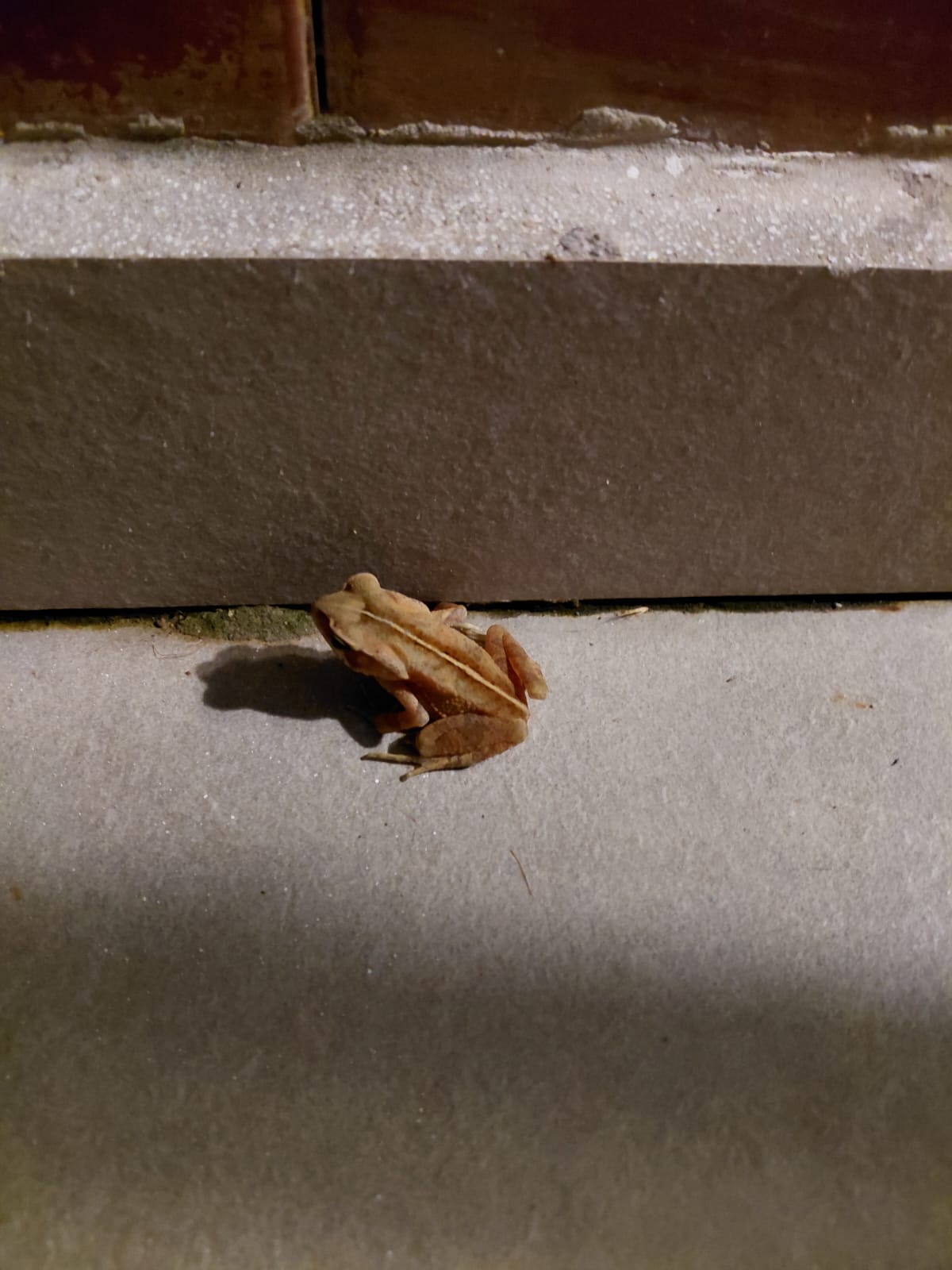 sapo